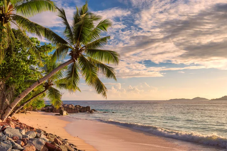 Palm trees on tropical beach at sunset