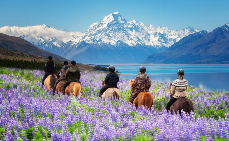 Travelers ride horses in lupine flower field, overlooking the beautiful landscape of Mt Cook National Park in New Zealand