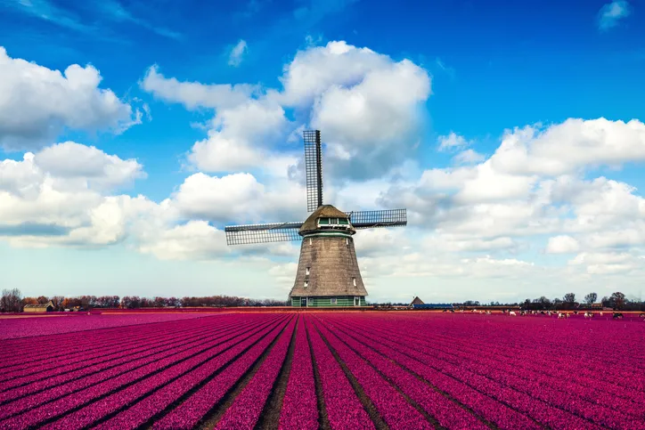 Colorful Tulip Fields in front of a Traditional Dutch Windmill